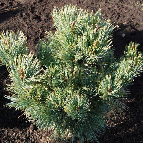 Pinus pumila 'Pinocchio' - Kääbus-seedermänd 'Pinocchio'